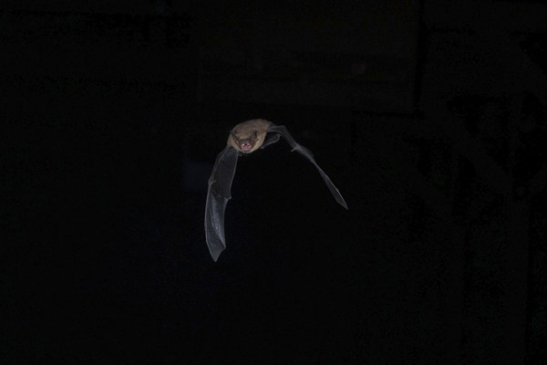Common pipistrelle (Pipistrellus pipistrellus) hunting for insects at night, Brandenburg, Germany, Europe