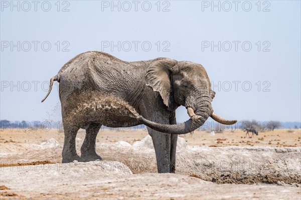 African elephant (Loxodonta africana), bathing at a waterhole, spraying water from its trunk, Nxai Pan National Park, Botswana Botswana