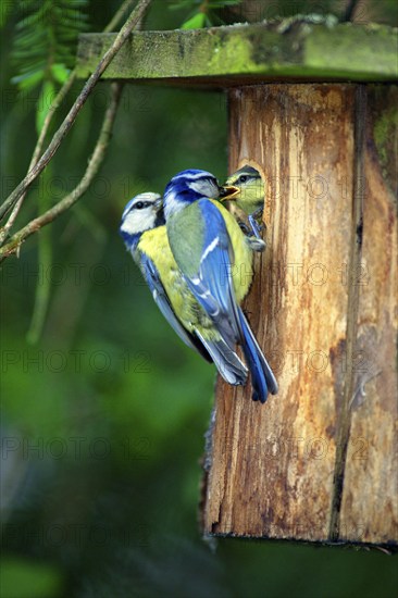 Blue Tits (Parus caeruleus), pair feeding young, Lower Saxony, Germany, Europe