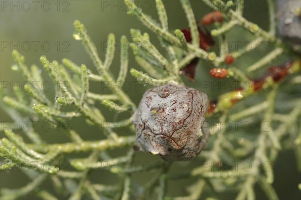 Arizona cypress (Cupressus arizonica), cones, ornamental tree, North Rhine-Westphalia, Germany, Europe
