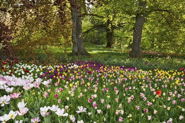 Park and flower meadow with colourful tulips, Mainau Island, Lake Constance, Baden-Württemberg, Germany, Europe