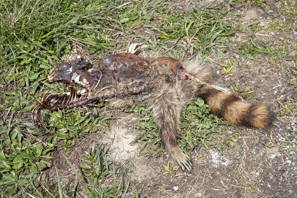 Van Wert, Ohio, The remains of a raccoon (Procyon lotor) along Slane Road in rural northwestern Ohio