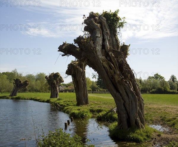 Ancient willow trees recently pollarded, River Stour, Dedham Vale, Essex Suffolk border, England, United Kingdom, Europe