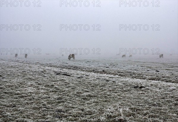 Cattle standing in dense fog on a pasture, Teschendorf, 15 November 2012, Teschendorf, Germany, Europe