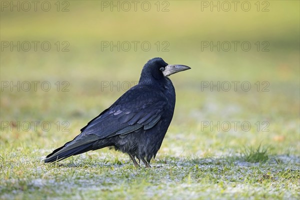 Rook (Corvus frugilegus) foraging on the ground in grassland, meadow in winter during frost