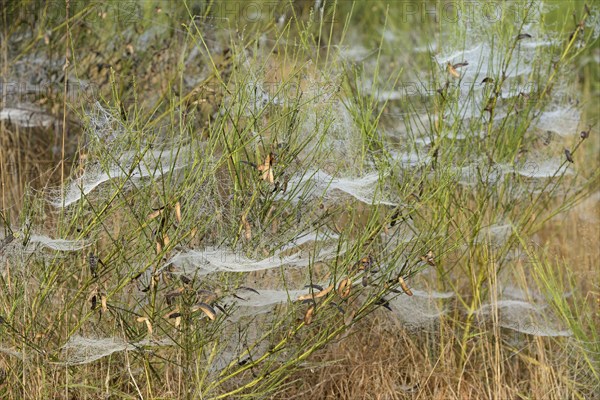 Broom (Genista) with spider webs and morning dew, North Rhine-Westphalia, Germany, Europe