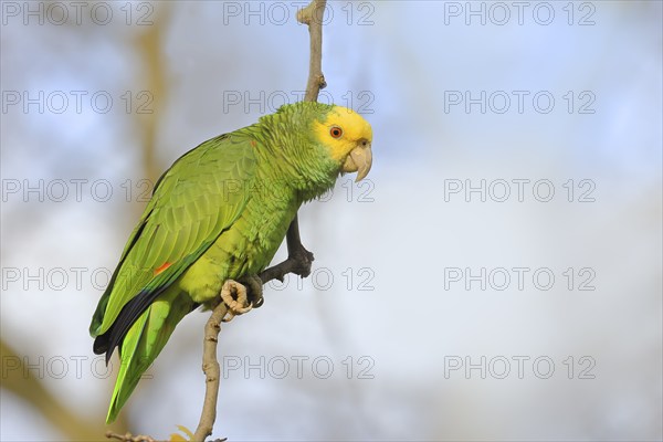 Yellow-headed Amazon (Amazona oratrix belizensis), on a sycamore branch, blue sky, Stuttgart, Baden-Württemberg, Germany, Europe