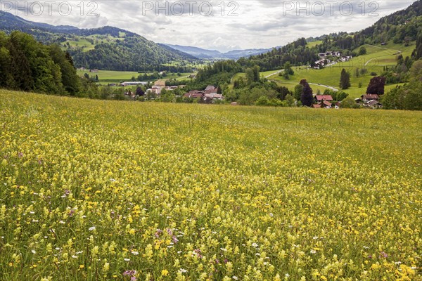 Meadow with wildflowers, near Oberstaufen, Oberallgäu, Bavaria, Germany, Europe