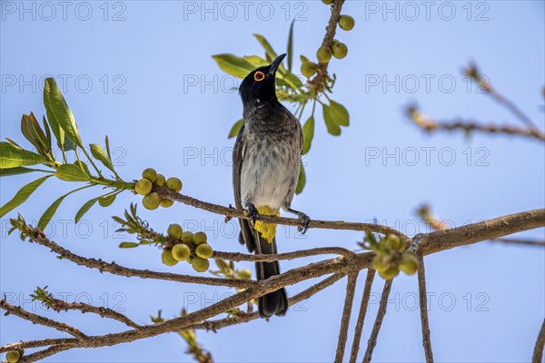 Fire-eyed Bulbul (Pycnonotus nigricans) sitting on a branch in a bush, Etosha National Park, Namibia, Africa