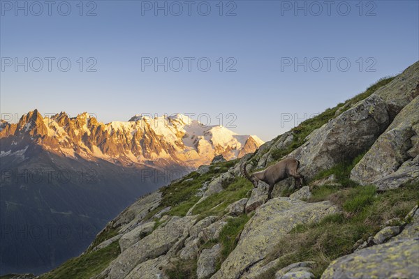 Alpine ibex (Capra ibex), adult male, in front of a mountain panorama at sunset, Grandes Jorasses and Mont Blanc peaks, alpenglow, Mont Blanc massif, Chamonix, France, Europe