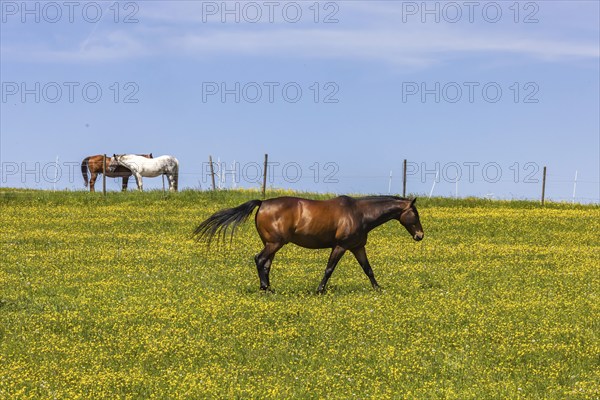 Yellow flowers, blooming spring meadow with horses, Swabian Alb near Holzelfingen, Lichtenstein, Baden-Württemberg, Germany, Europe