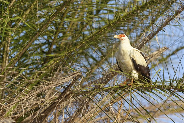 Palm Vulture, (Gypohierax angolnesis), Tujereng area, Tujereng, South Bank, Gambia, Africa