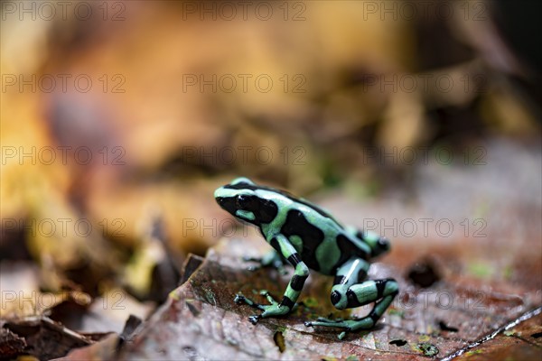 Green and black poison dart frog (Dendrobates auratus) on a leaf, Heredia Province, Costa Rica, Central America