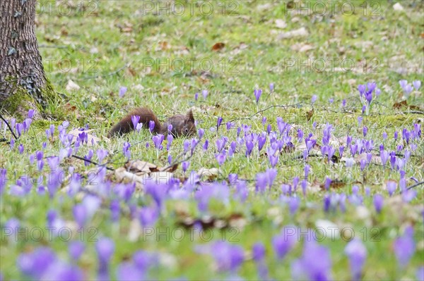 Squirrel, crocus meadow, March, Germany, Europe