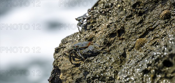 Crab on a rock, Reserva Natural Cabo Blanco, Costa Rica, Central America