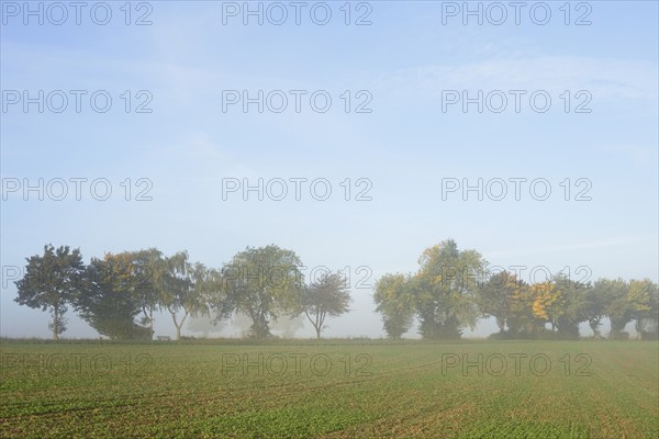 Deciduous trees with autumn leaves, row of trees at the edge of a field in the fog, blue sky, North Rhine-Westphalia, Germany, Europe