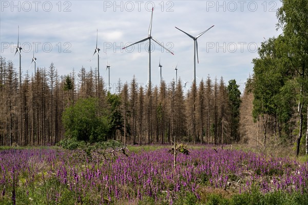 Cleared forest in the Eggegebirge, near Lichtenau, Paderborn district, site of a spruce forest that had died due to heavy bark beetle infestation and was felled, wind farm near Lichtenau on the horizon, North Rhine-Westphalia, Germany, Europe