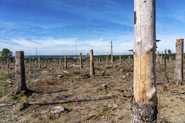 Cleared forest in the Eggegebirge, near Lichtenau, Paderborn district, site of a spruce forest that had died due to heavy bark beetle infestation and was felled, the tree stumps are intended to provide protection and nutrients for new, planted trees, North Rhine-Westphalia, Germany, Europe