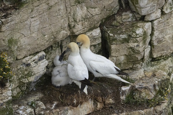 Northern gannet (Morus bassanus) two adult birds on a nest with a juvenile baby chick on a cliff ledge, Yorkshire, England, United Kingdom, Europe