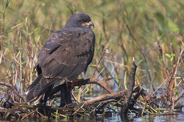 Snail kite (Rostrhamus sociabilis), Lake Kissimmee, Osceola County, Florida, USA, North America