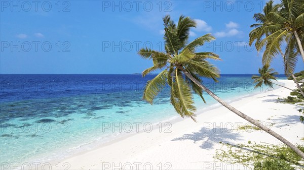 View of beach with turquoise blue water in shallow lagoon of Maldives island Filaidhoo in Indian Ocean, right foreground diagonally grown coconut palm (Cocos nucifera), Filaidhoo island, Raa Atoll, Maldives, Asia