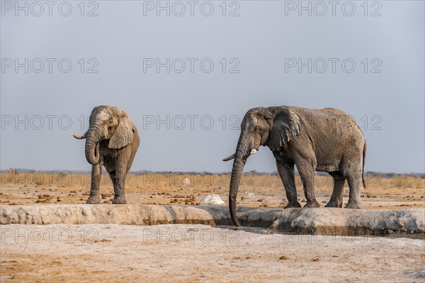 African elephant (Loxodonta africana), two elephants drinking at a waterhole, in the evening light, Nxai Pan National Park, Botswana Botswana