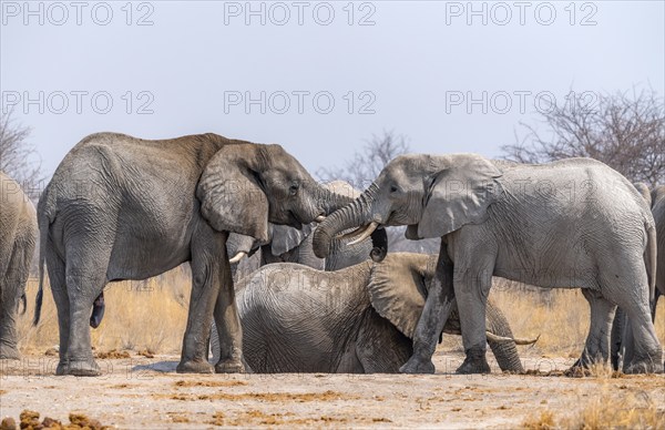 African elephant (Loxodonta africana), adult male, two elephants, fighting with their trunks, Nxai Pan National Park, Botswana Botswana