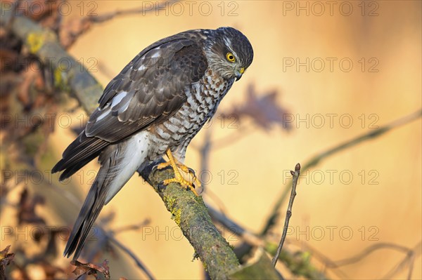 Sparrowhawk (Accipiter nisus) male hunting at sunrise, lying in wait, looking for food, fast hunter, hunting, bird of prey, Middle Elbe Biosphere Reserve, Saxony-Anhalt, Germany, Europe