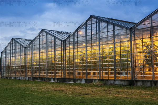 Illuminated greenhouses at dusk, heated with geothermal energy, Iceland, Europe