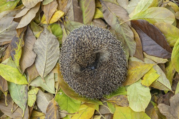 European hedgehog (Erinaceus europaeus) adult animal sleeping on fallen autumn leaves, Suffolk, England, United Kingdom, Europe