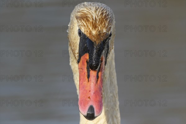 Mute swan (Cygnus olor) portrait on the water of a lake, Bas-Rhin, Alsace, Grand Est, France, Europe