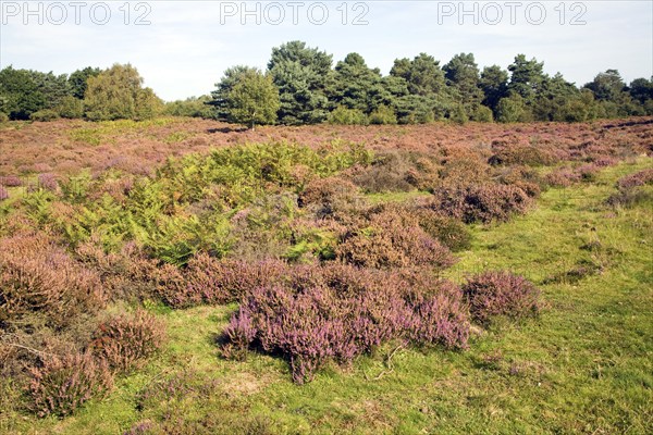 Heathland heather vegetation, Sandlings, Shottisham, Suffolk, England, UK
