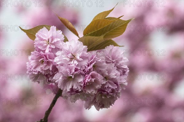 Japanese flowering cherry (Prunus serrulata Kanzan), Emsland, Lower Saxony, Germany, Europe