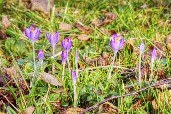 Purple crocuses bloom in the sunny spring grass, surrounded by foliage, crocuses (Crocus)