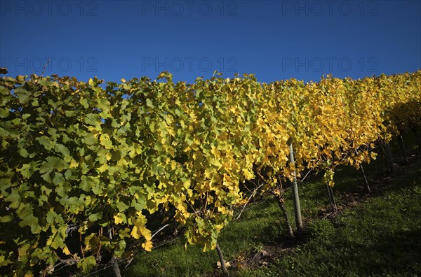 Vineyard, vines, vineyards, viticulture, autumn colouring, autumn, Kappelberg, Fellbach, Waiblingen, Baden-Württemberg, Germany, Europe