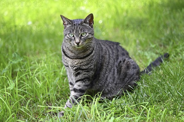 Grey tabby cat sitting in the grass