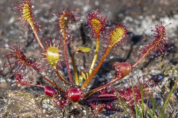 Oblong-leaved sundew, spoonleaf sundew, spatulate leaved sundew (Drosera intermedia), insectivorous plant in heathland