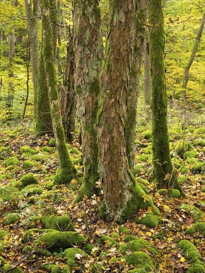 Sycamore tree stems (Acer pseudoplatanus) in autumn colour, and moss covered boulders, in the Rhön UNESCO Biosphere nature reserve, county Bavaria, Germany, Europe