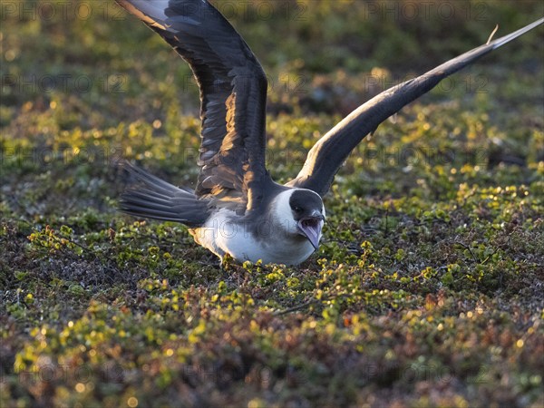 Arctic Skua (Stercorarius parasiticus), adult breeding bird feigning injury, broken wing act, to lure predator away from its nest, at midnight, May, Varangerfjord, Norway, Europe