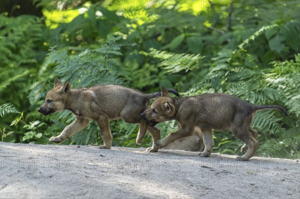 Two puppies running in the forest and happily exploring their surroundings, European gray wolf (Canis lupus), Germany, Europe