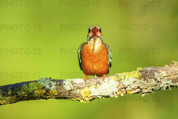 Common kingfisher (Alcedo atthis) sitting on a branch with autumncolours, wildife, Catalonia, Spain, Europe