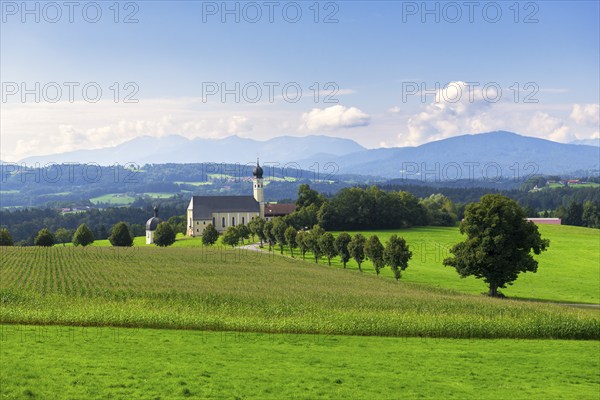 Pilgrimage church of St Marinus and Anian in Wilparting, cornfield, avenue, municipality of Irschenberg, Oberland, Upper Bavaria, Bavaria, Germany, Europe