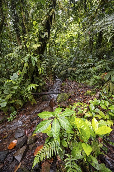 Small stream in the tropical rainforest, dense green vegetation, Laguna de Hule, Refugio Nacional de Vida Silvestre Mixto Bosque Alegre, Alajuela province, Costa Rica, Central America