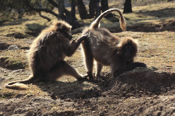 In the highlands of Abyssinia, in the Semien Mountains, landscape in the Semien Mountains National Park, blood-breasted baboons, Theropithecus gelada, rare primate species in the highlands of Ethiopia, cheek pouch monkey, delousing each other, Ethiopia, Africa