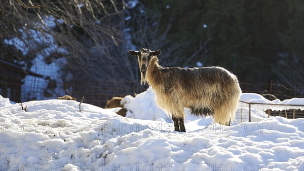 A goat stands in the snowy terrain, surrounded by trees and fence, near Therissos, Lefka Ori, White Mountains, mountain massif, west, Crete, Greece, Europe