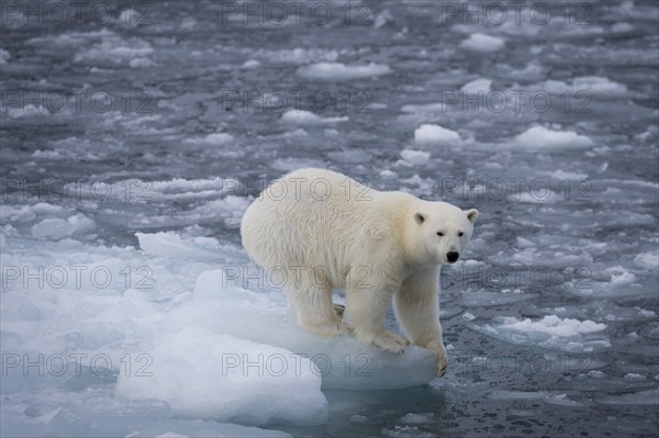 Polar bear (Ursus maritimus) on the pack ice at 82 degrees north, Spitsbergen Island, Svalbard and Jan Mayen archipelago, Norway, Europe