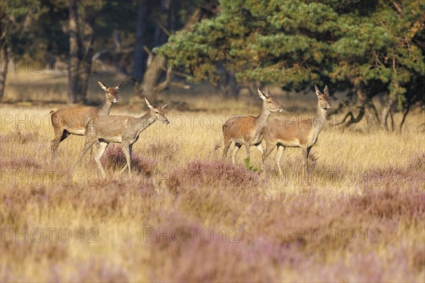 Red deer (Cervus elaphus), Hoge Veluwe National Park, Netherlands