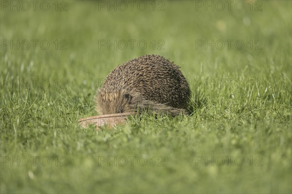 European hedgehog (Erinaceus europaeus) standing in a green meadow during the day and eating from a small bowl, head sunk into bowl, sick, frontal view, well-fed, background blurred, male animal, older, garden, endangered, Ruhr area, North Rhine-Westphalia, Germany, Europe