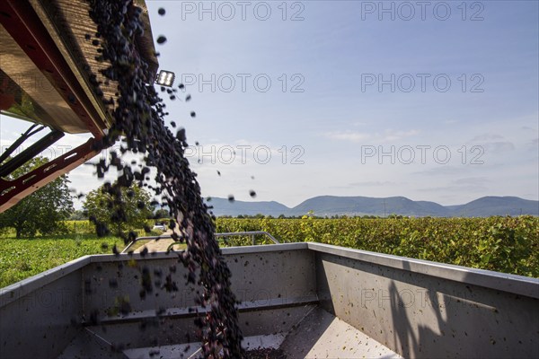 Harvest of Sankt Laurent red wine grapes in the Palatinate