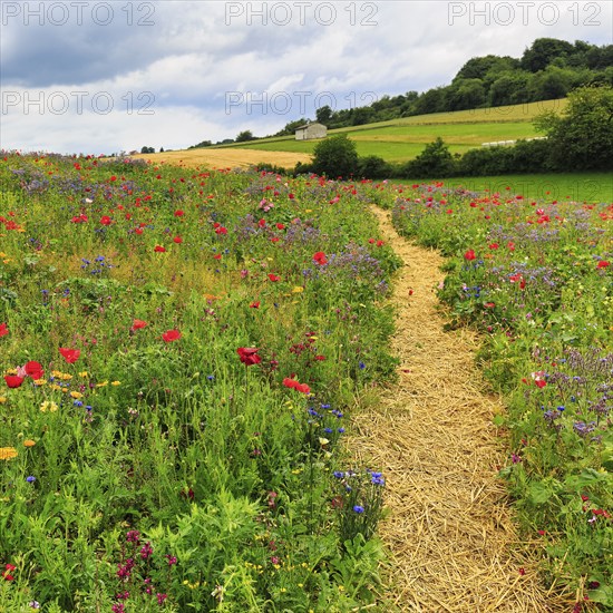 Hiking trail through a colourful flower meadow, Germerode, Meißner, Frau-Holle-Land Geo-nature park Park, Hesse, Germany, Europe